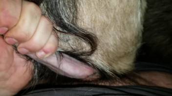 Dude with a hairy cock punishing that animal hole