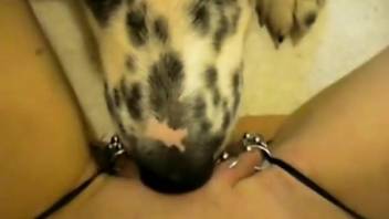 Pierced pussy lady getting licked thoroughly here