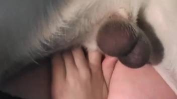 Fair-haired woman in dark hosiery parts her thighs for a canine