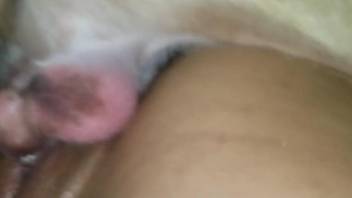 Stunning female moans with the dog's cock inside her vagina