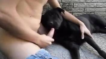 Dude in jeans wilding with a really eager dog