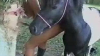 Asian beauty goes down on horse before trying the huge dick in her pussy