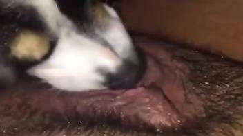 Trimmed pussy getting licked by a dirty doggo