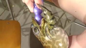 Nasty Japanese animal fetish in wild homemade encounters