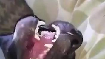 Sexy dog getting fucked by a dirty human cock