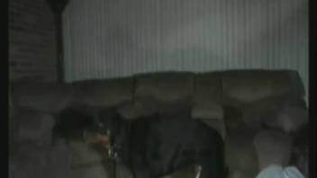 Intense bestiality live on webcam featuring a curvy novice female in estrus