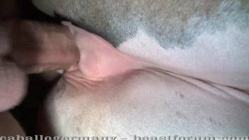 Amateur zoophile films how he penetrates animal from behind
