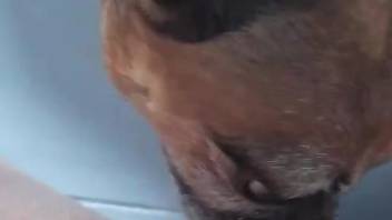 Dog licks owner's wet pussy and ass in dirty zoophilia XXX