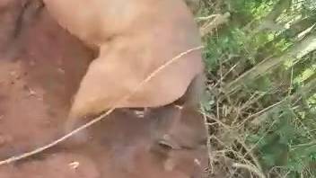 Donkey screws woman while aroused guy stays put and observes