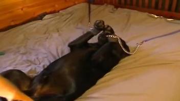Black dog being used by a dude with a hard cock