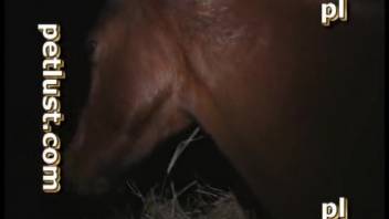 Amateur horse-themed zoophilia videos featuring aroused participants