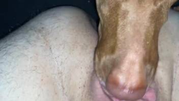 Closeup anal pleasures with the dog licking his ass