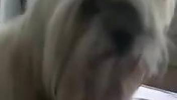 Furry puppy makes woman come after licking her pussy