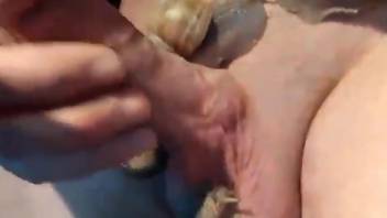 Snails flock to a guy's cock to keep him horny