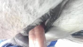 Man sticks it in a horse's pussy for insane pleasures