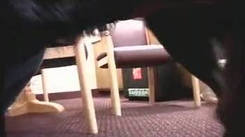Voluptuous dark-haired woman encounters animal intercourse adventure