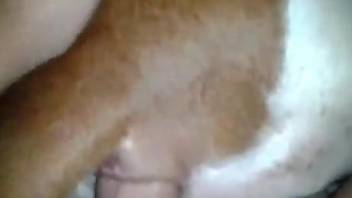 Man inserts dick in dog's furry pussy for his own delight