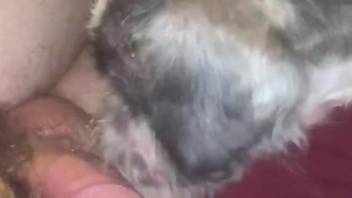 Strong orgasms for a naked man after deep fucking his dog