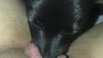 Clit that looks great gets licked by a black mutt