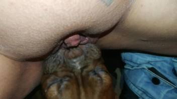Nude female enjoys sloppy cunnilingus moments with a dog