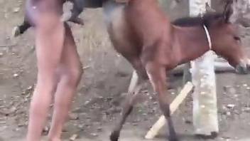 Donkey Animal Fuck With Girls Hd Video - Messy Zoo Sex - Bestiality XXX porn