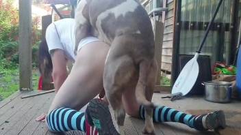 Hot fucking bitch taking dog cock on all fours