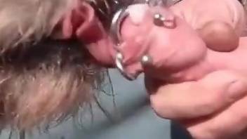 Dude's pierced cock gets licked by an animal up close