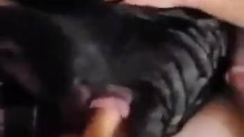 Seductive male device penetrates canine in its vagina for the entire household's explicit content