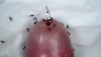 Man sticks dick in ants to increase the pleasure during masturbation