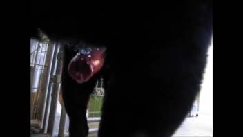 Sexy beast flaunts its dick before the climax