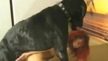 Black Great Dane and red-haired girl embark affair on couch