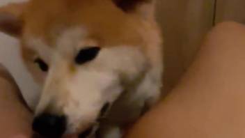 Akita dog licks owner's cock when he's masturbating on cam