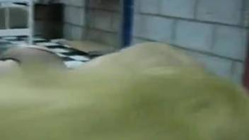 Whitened animal-fucking whore deflowers in beastly acts