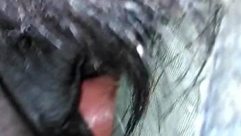 Mare pussy getting pounded by a guy with a juicy penis