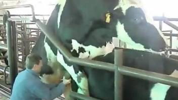 Man at the farm gets turned on by the bull fucking his cow
