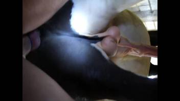 Guy exploits this homosexual canine's rear end for his enjoyment