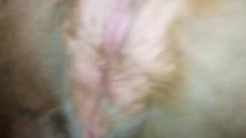 Canine vagina being stimulated by fingers as a form of foreplay