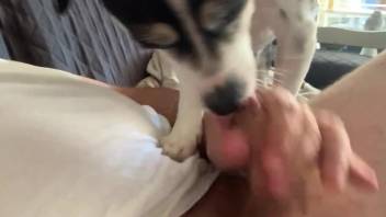 Dog licks man's erect cock in pretty intense home scenes