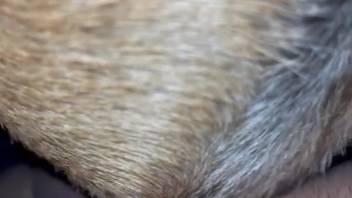 Guy employs his dick to bang a creature with close-up views