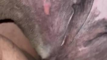 Horny male craves sex with this animal in closeup XXX scenes