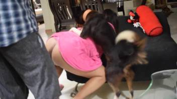Pink hottie with a big belly wants fucking with dogs