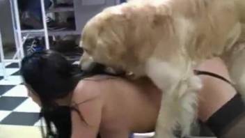 Sexy blonde an brunette are having group bestiality