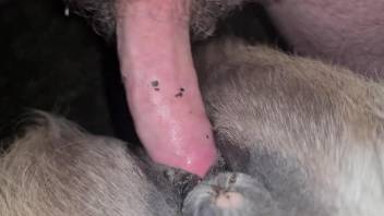 Man sticks dick in a furry horse pussy for insane sex