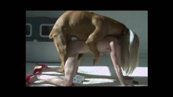 Instructional adult film about intercourse with animals