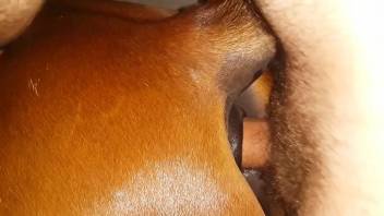 Hot scenes of horse porn for a male in love with fucking animals