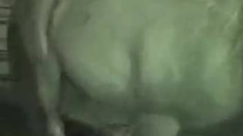 Girl slipped into the stable at night to relish the horse's dick
