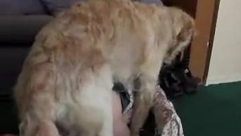 Veiled lady screws a canine and her spouse