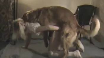 Promiscuous young girl engages in bestiality with a canine