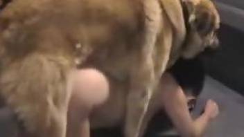 Woman has forbidden sexual relations with big-cocked dog