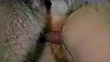 Nasty dog bestiality sex ends with a huge creampie
